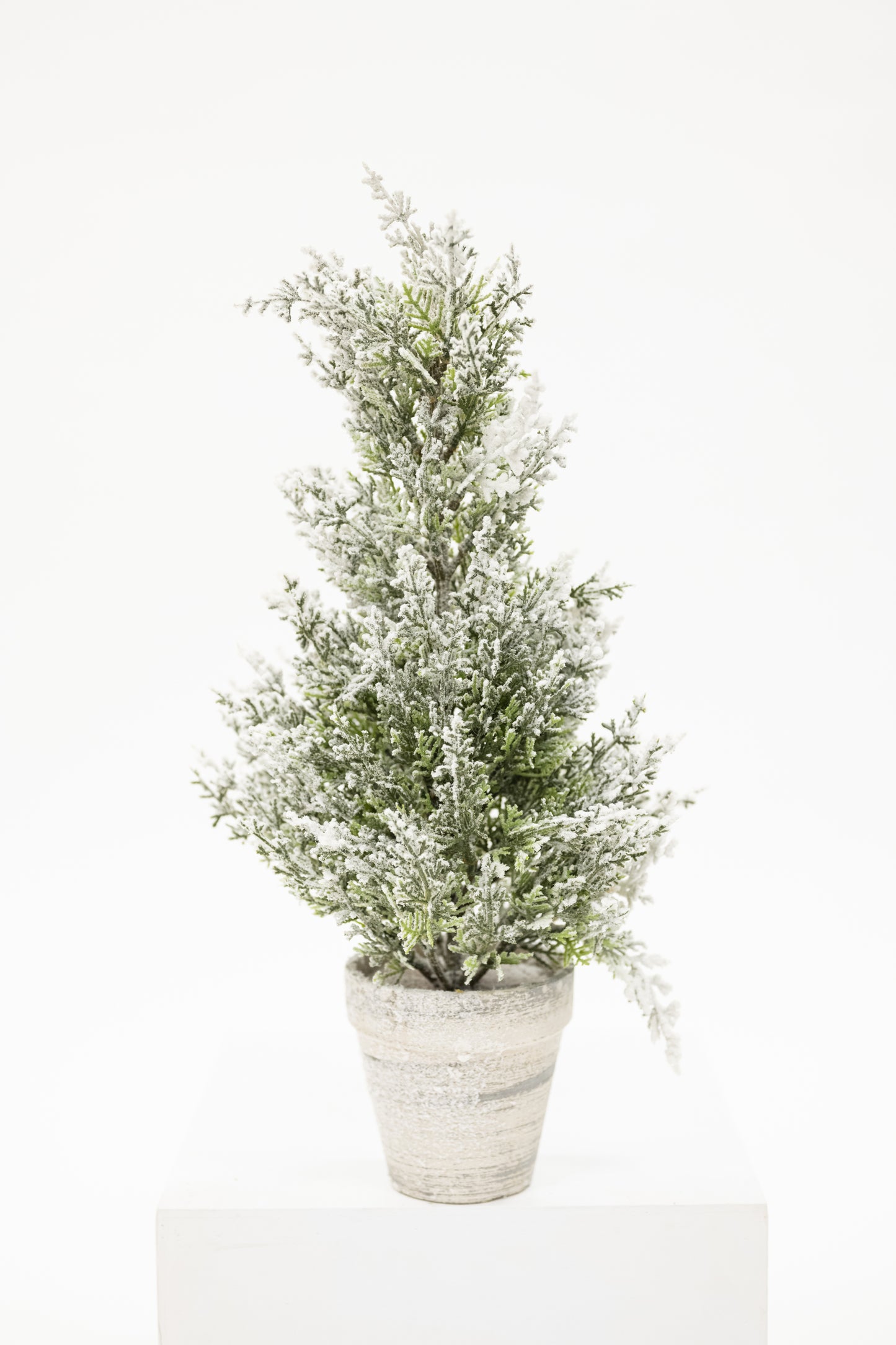 Snowy Cedar Tree In White Pot