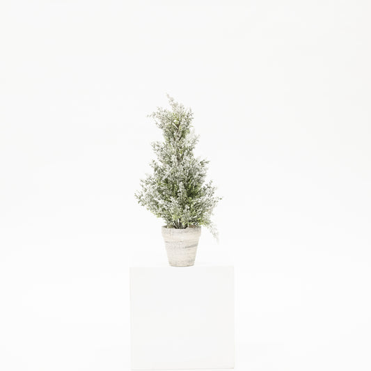 Snowy Cedar Tree In White Pot