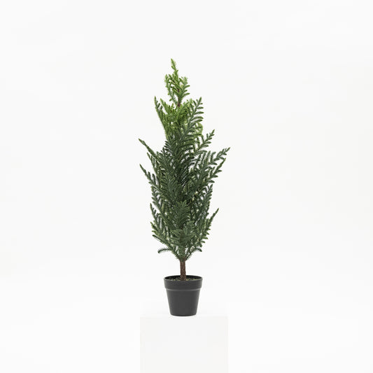 Norfolk Tree In Black Pot