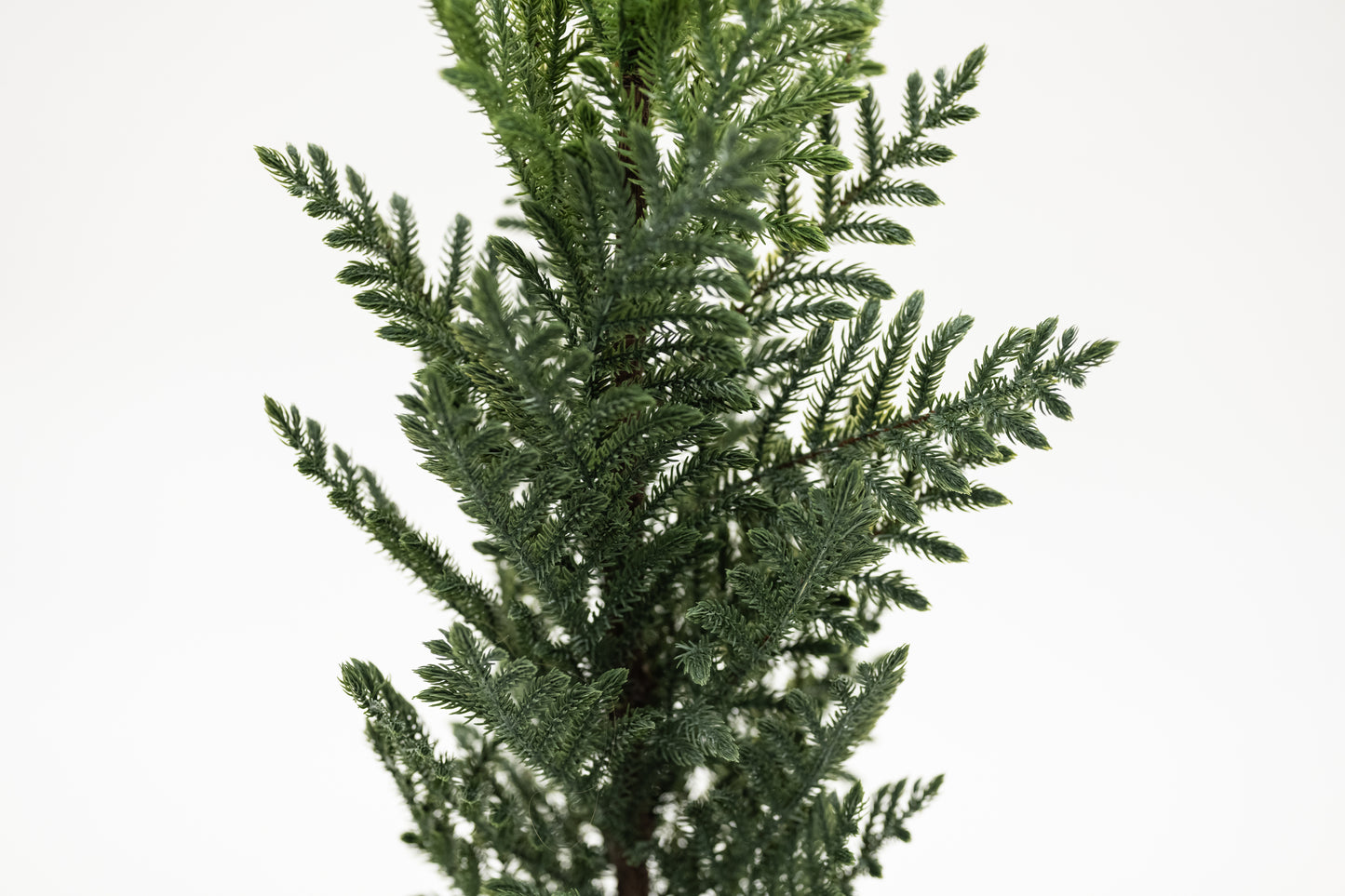 Norfolk Tree In Black Pot