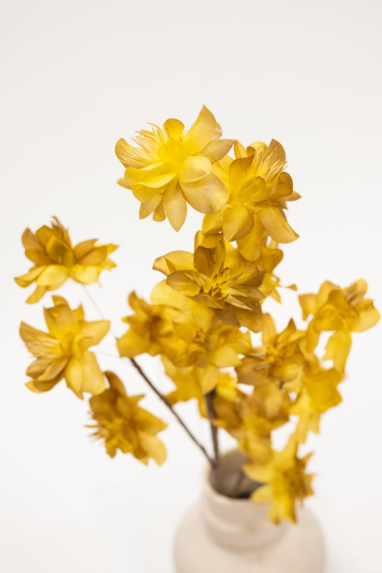 Yellow Papery Floral Stem