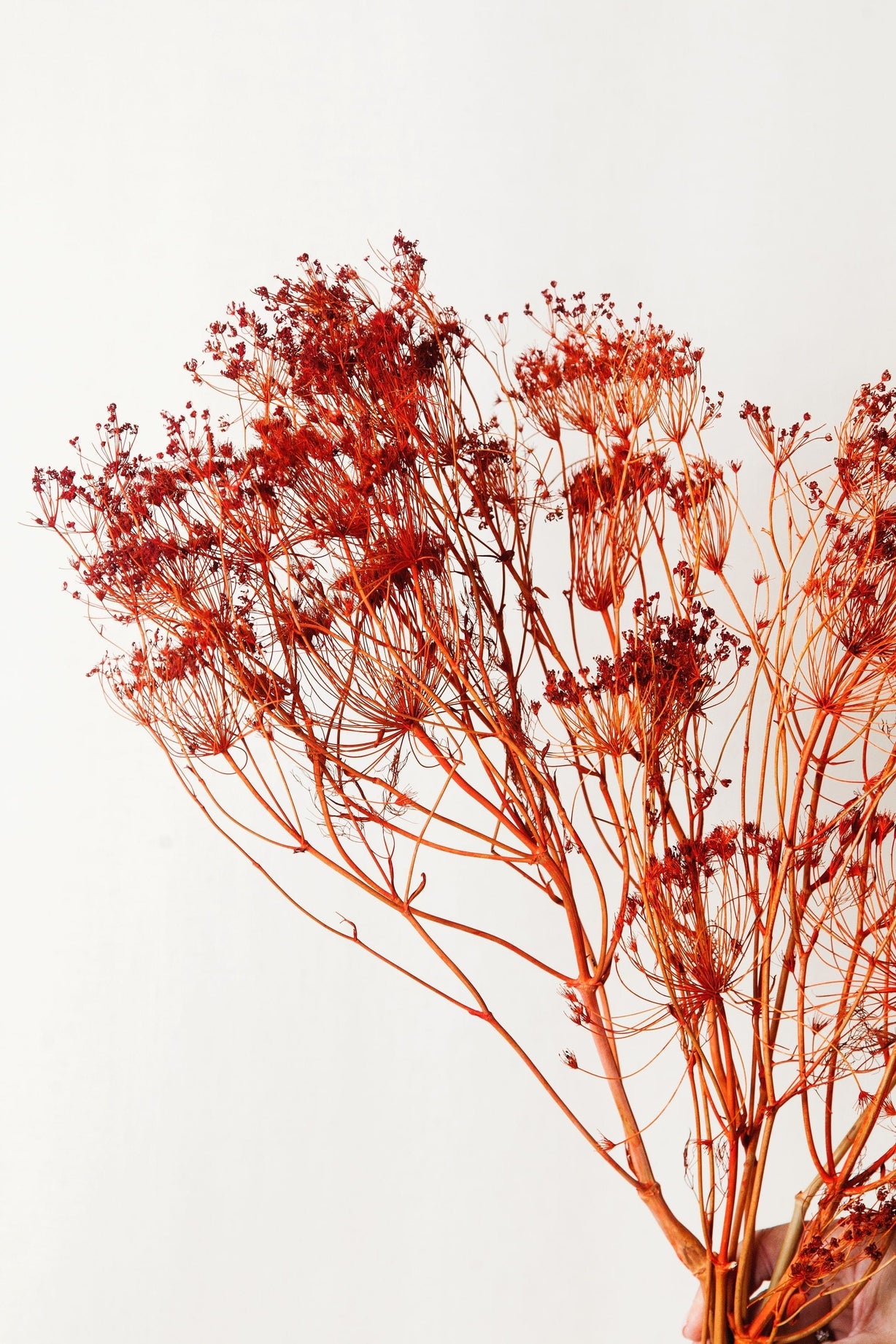 Orange Dried Fennel