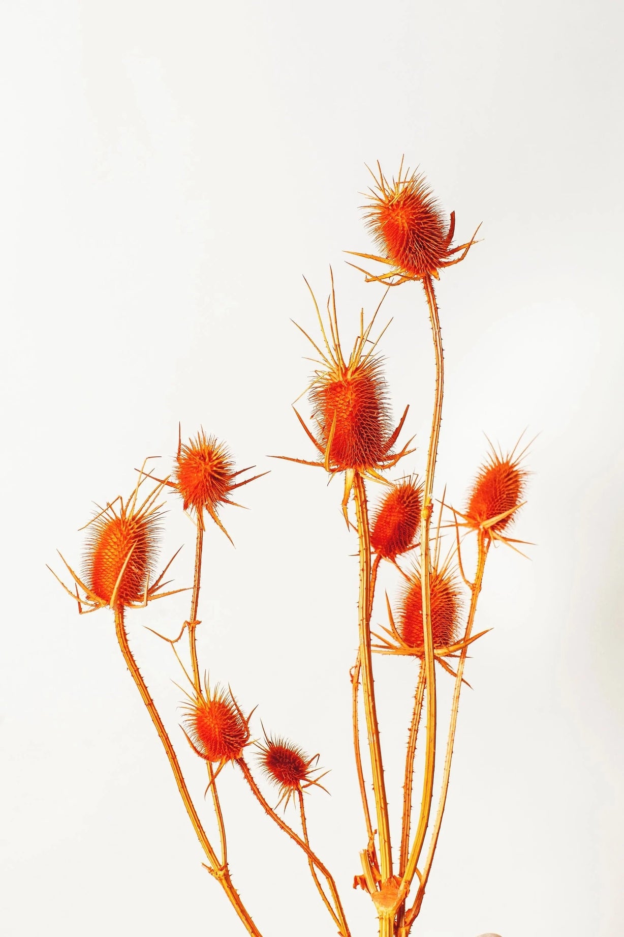 Orange Dried Thistle