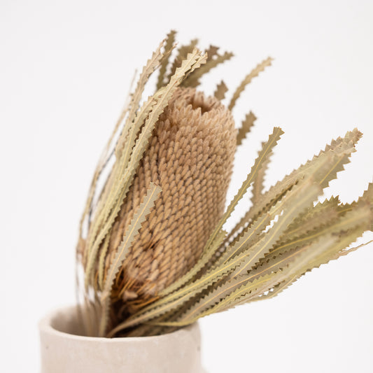 Single Stem Banksia