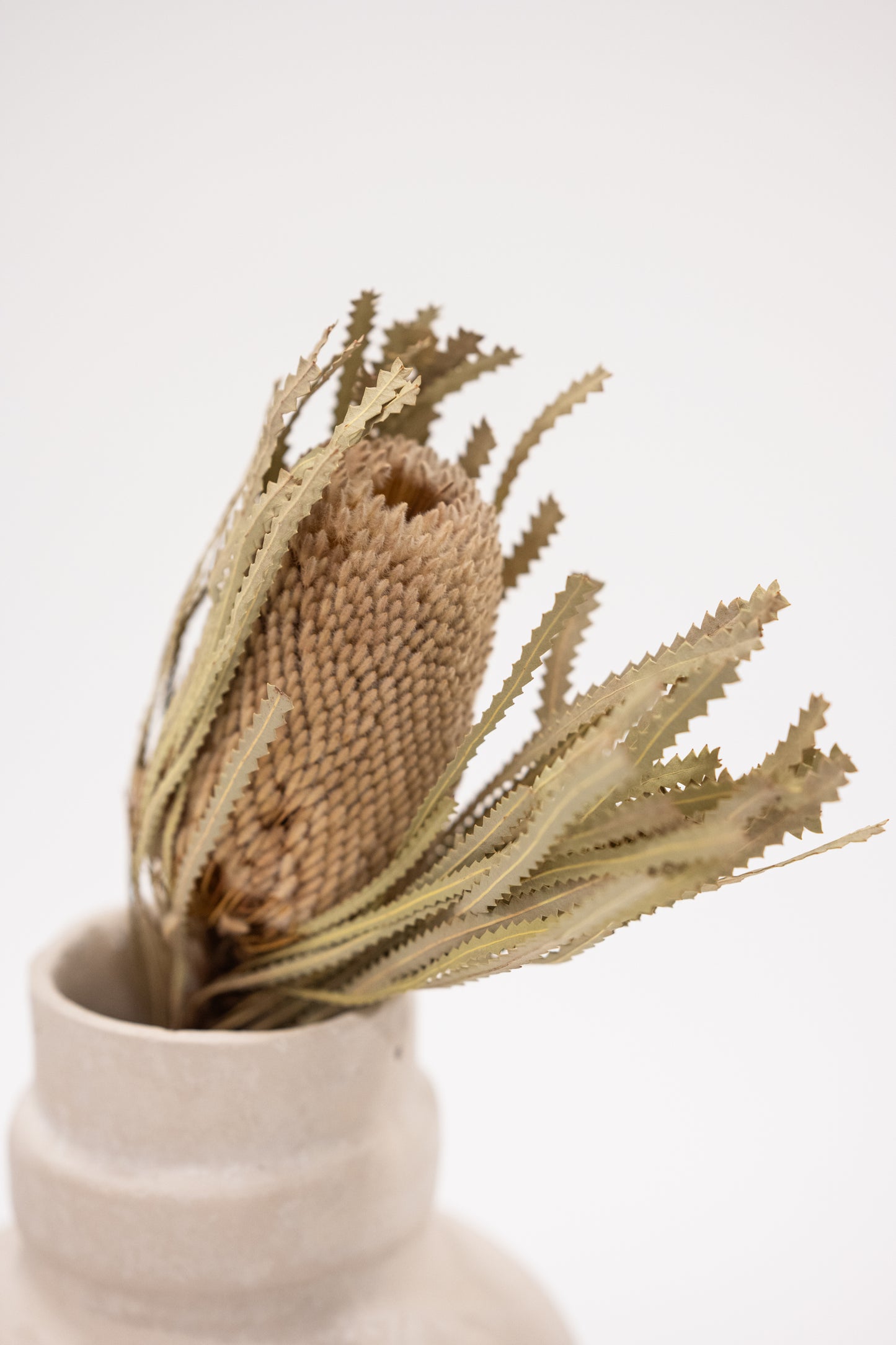 Single Stem Banksia