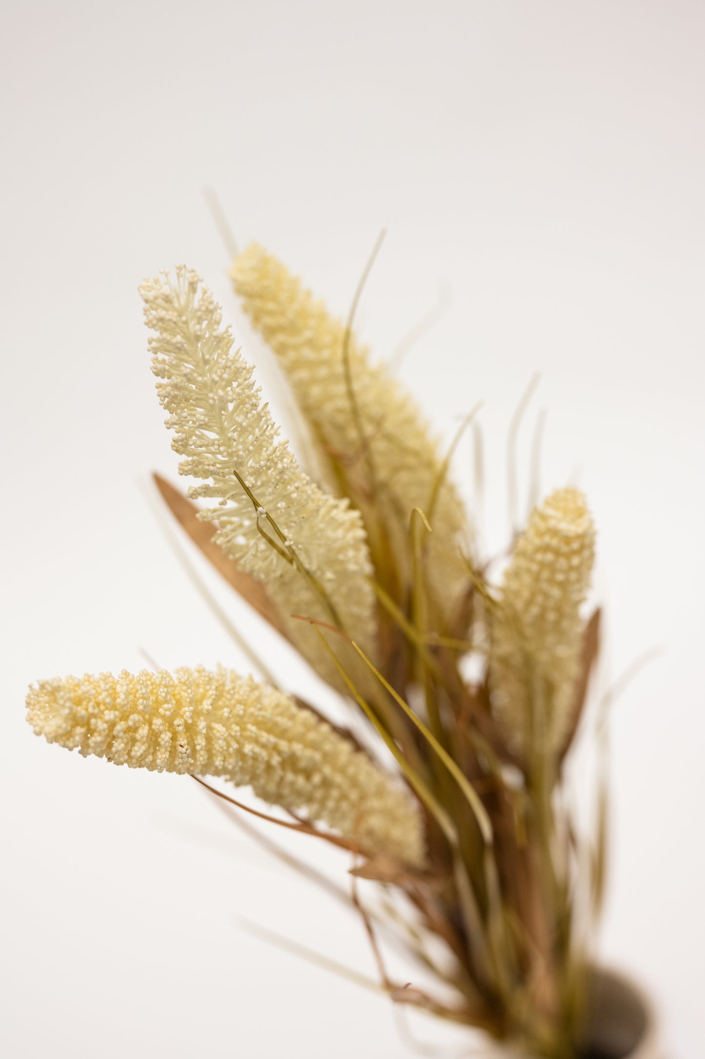 Close-up of dried plant material on a light background