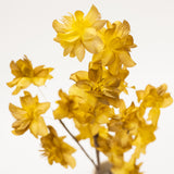 Yellow Papery Floral Stem