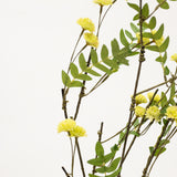 Yellow Globe Bud Twig