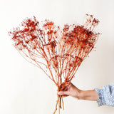 Dried Orange Fennel