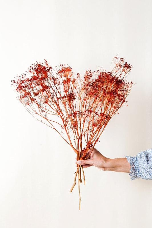 Orange Dried Fennel