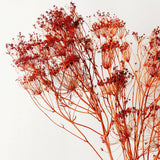 Dried Orange Fennel