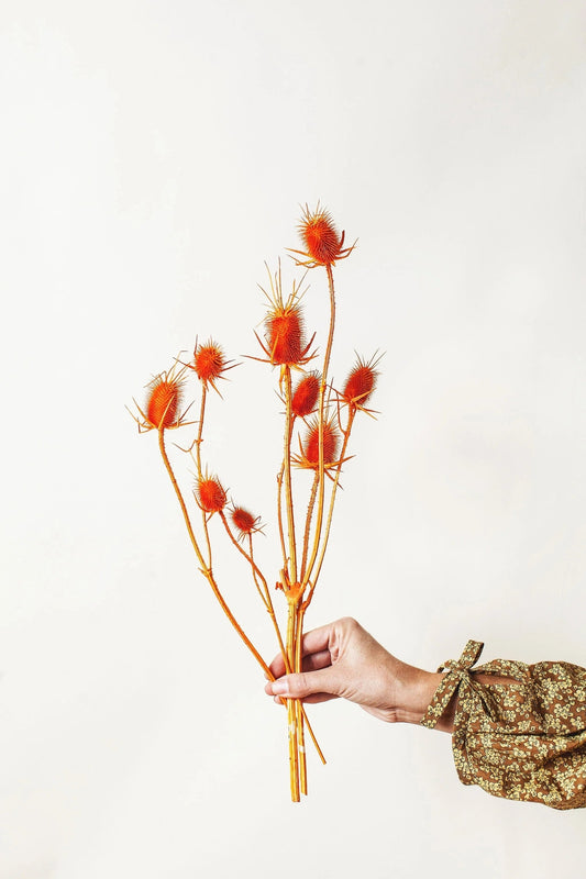 Orange Dried Thistle
