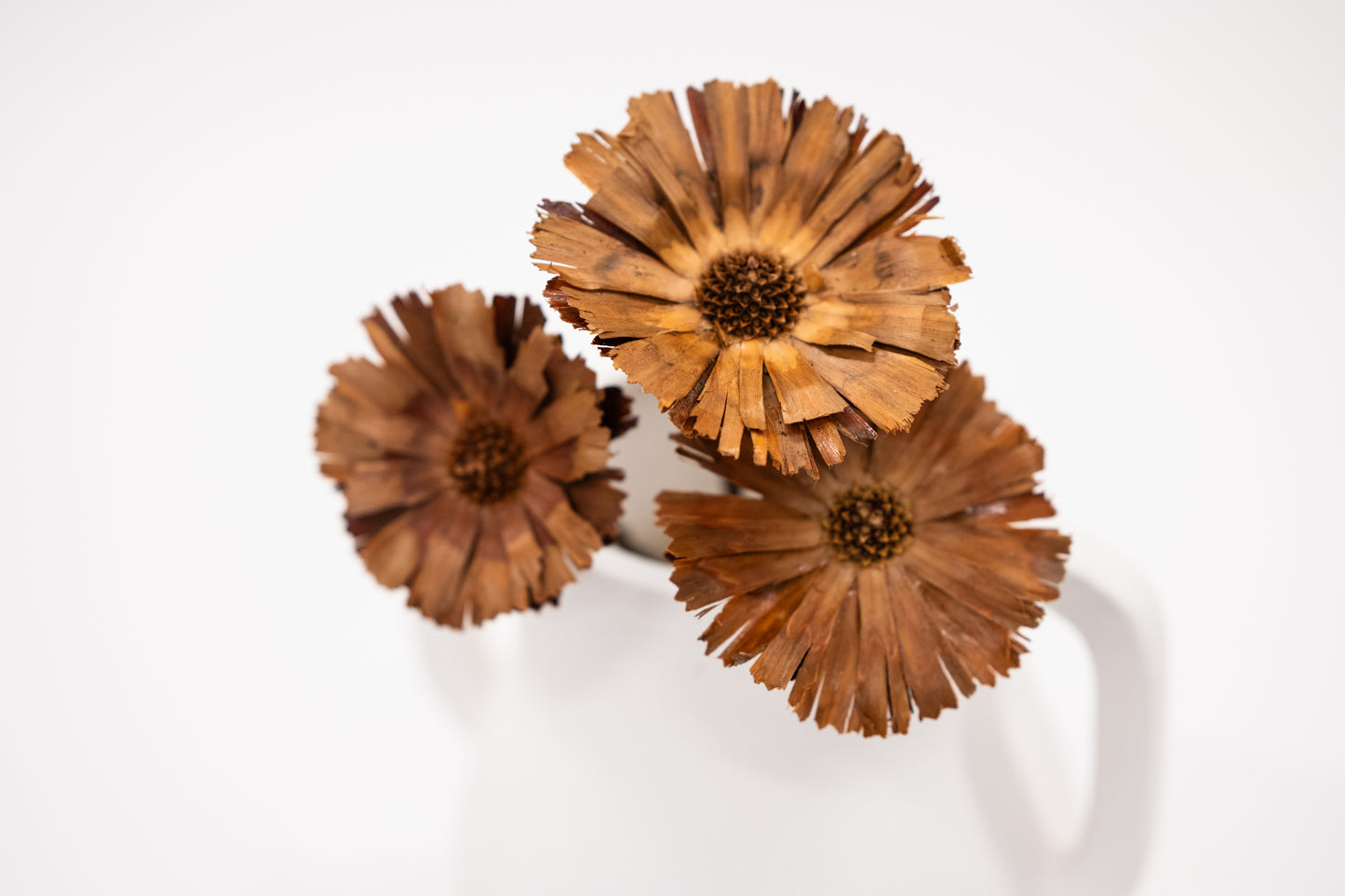 Dried Protea Rosettes