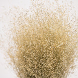 Dried Rice Grass