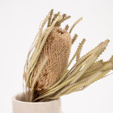 Single Stem Banksia