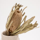 Single Stem Banksia