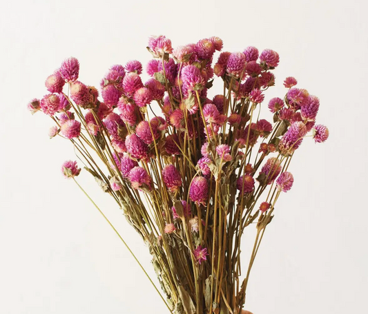 Fuchsia Globe Amaranth