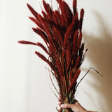 Deep Red Setarea