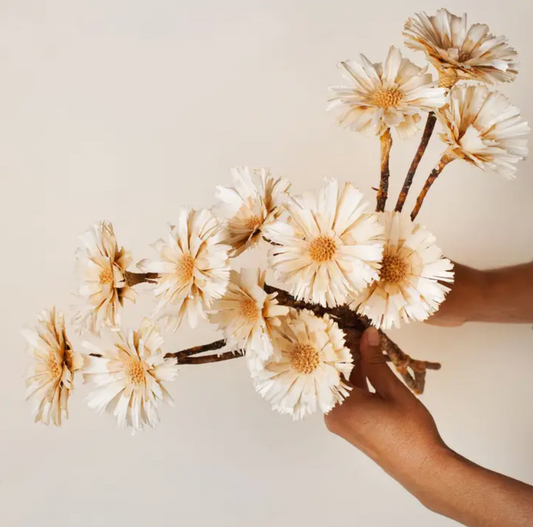Preserved White Protea Rosette