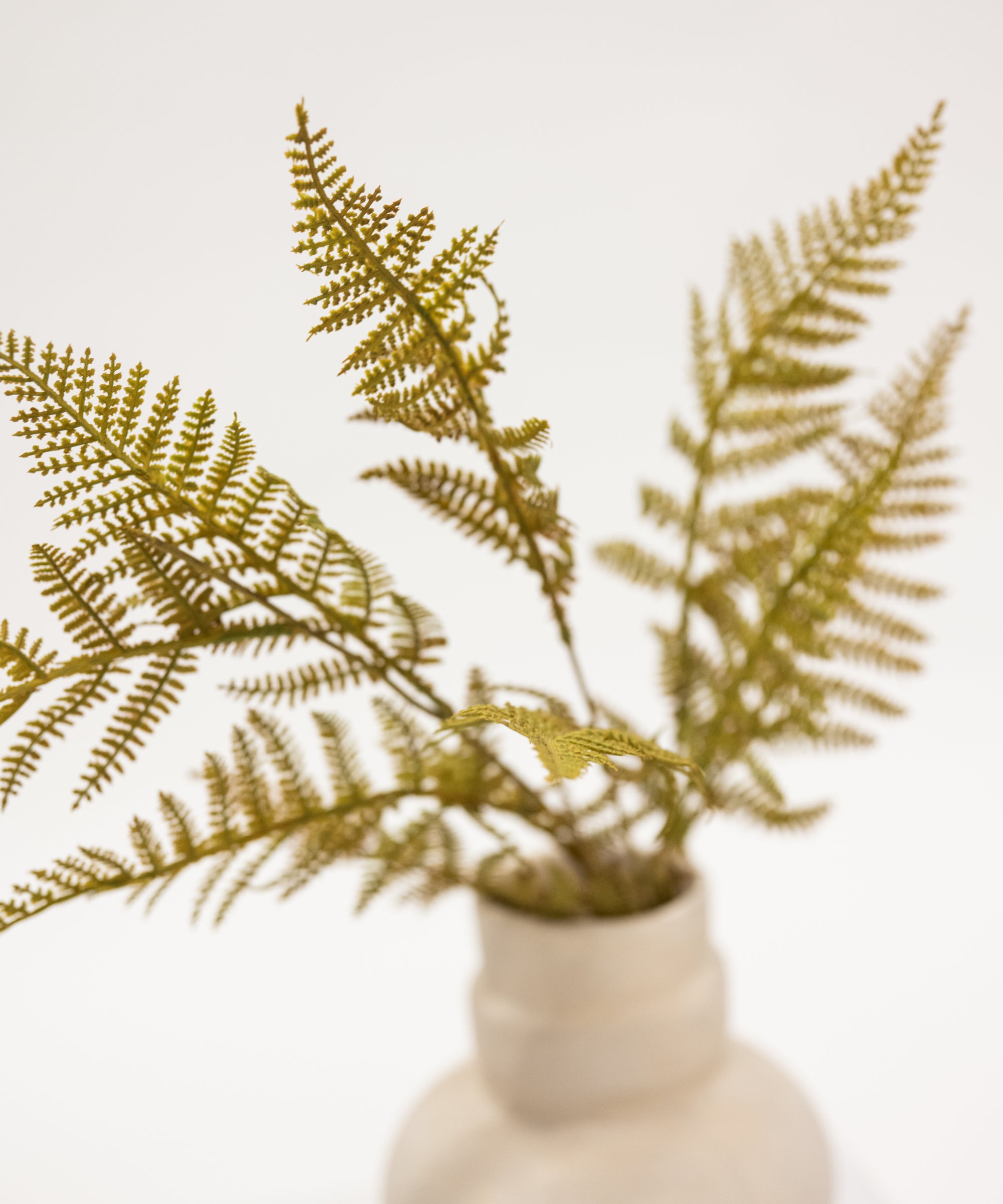 Ferns in a beige vase on a white background