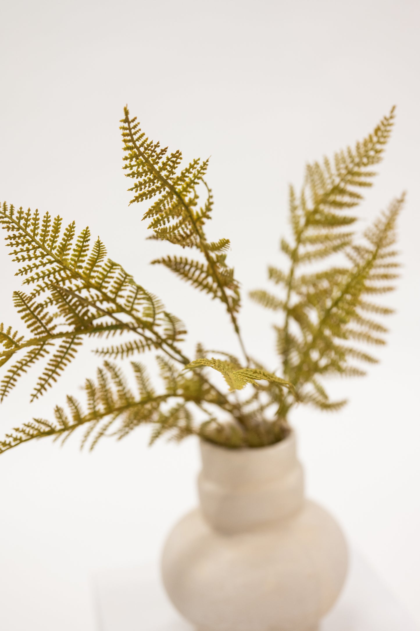 Ferns in a beige vase on a white background