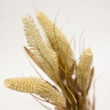 Close-up of dried plant material on a light background