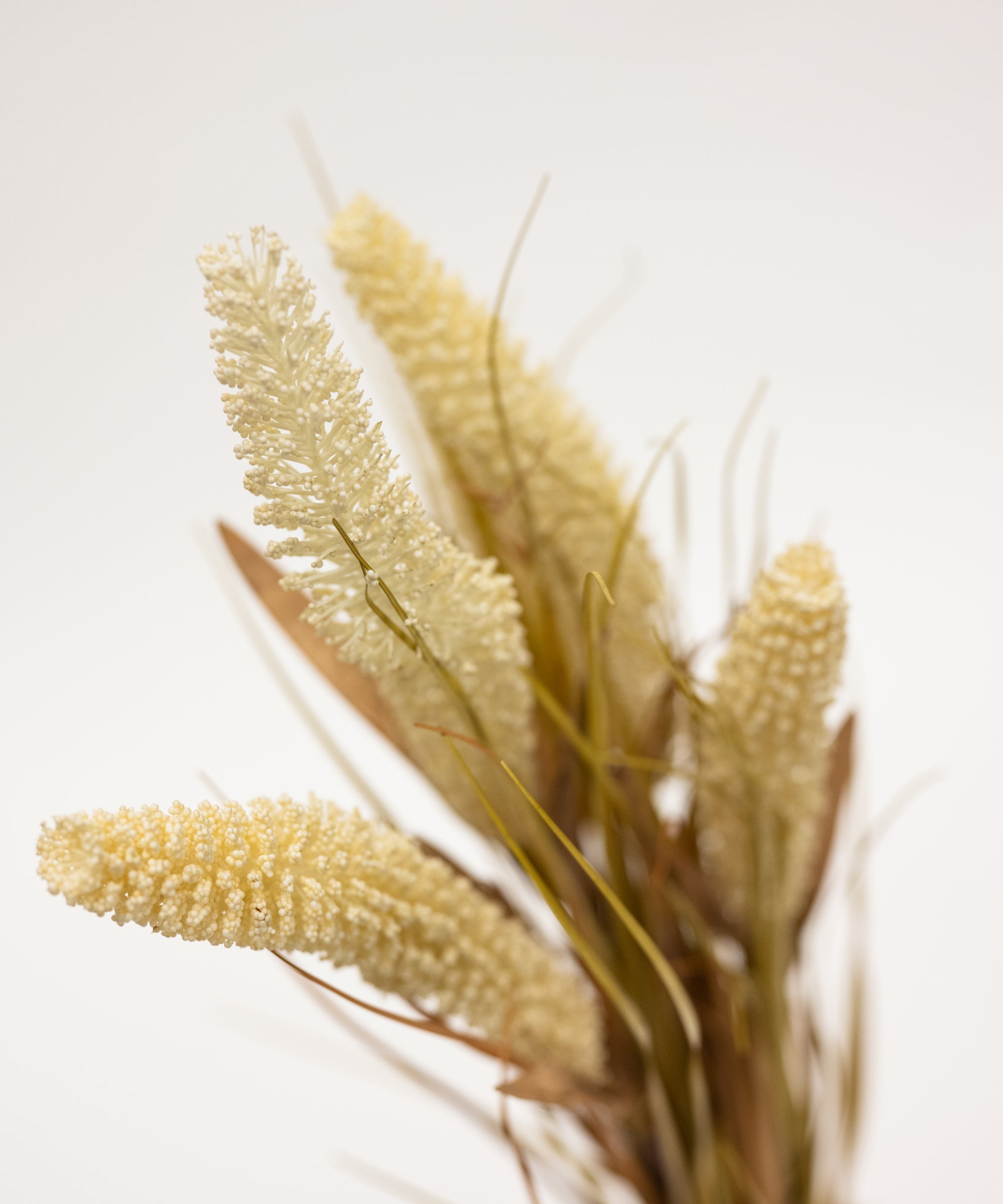 Close-up of dried plant material on a light background