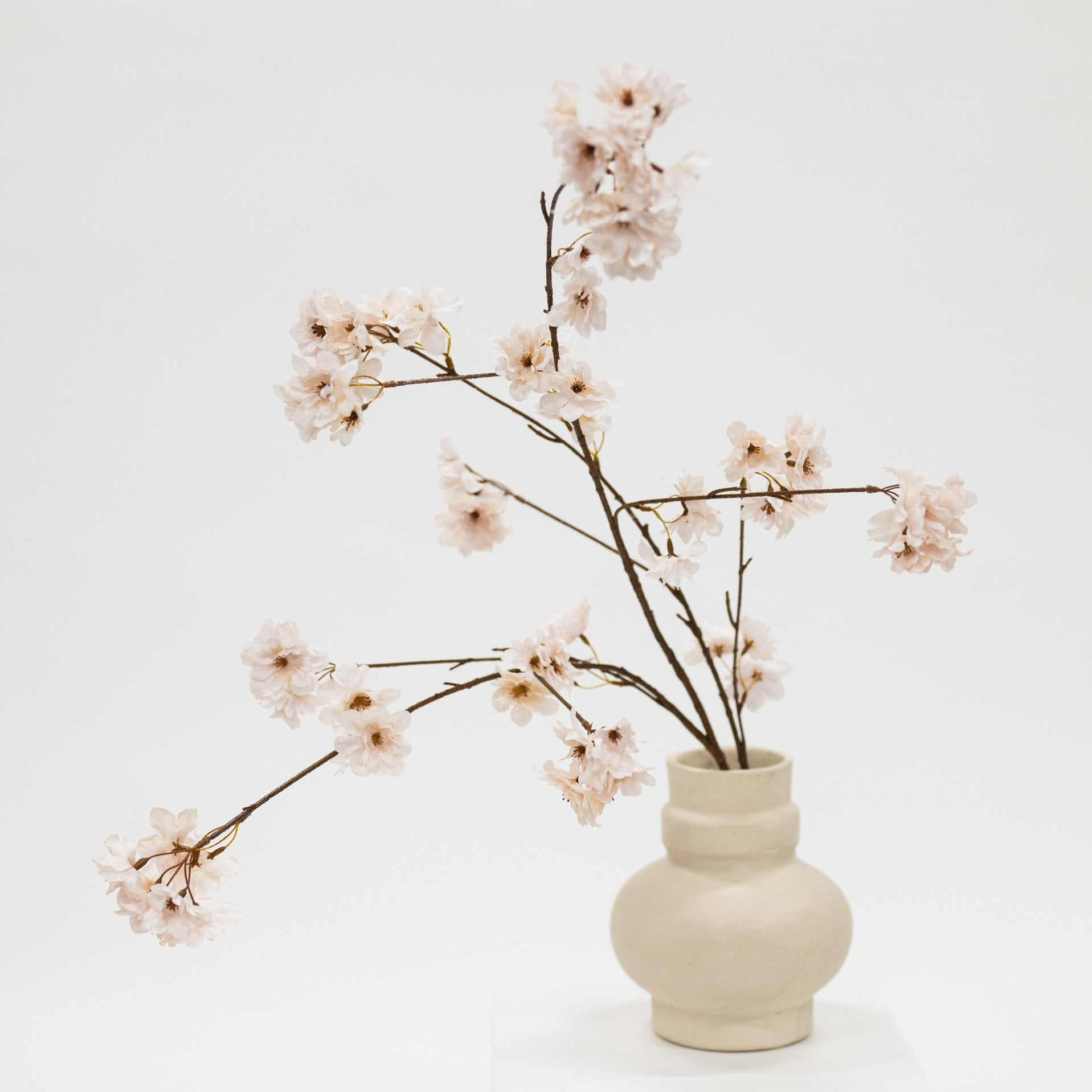 light pink cream cherry blossom stem