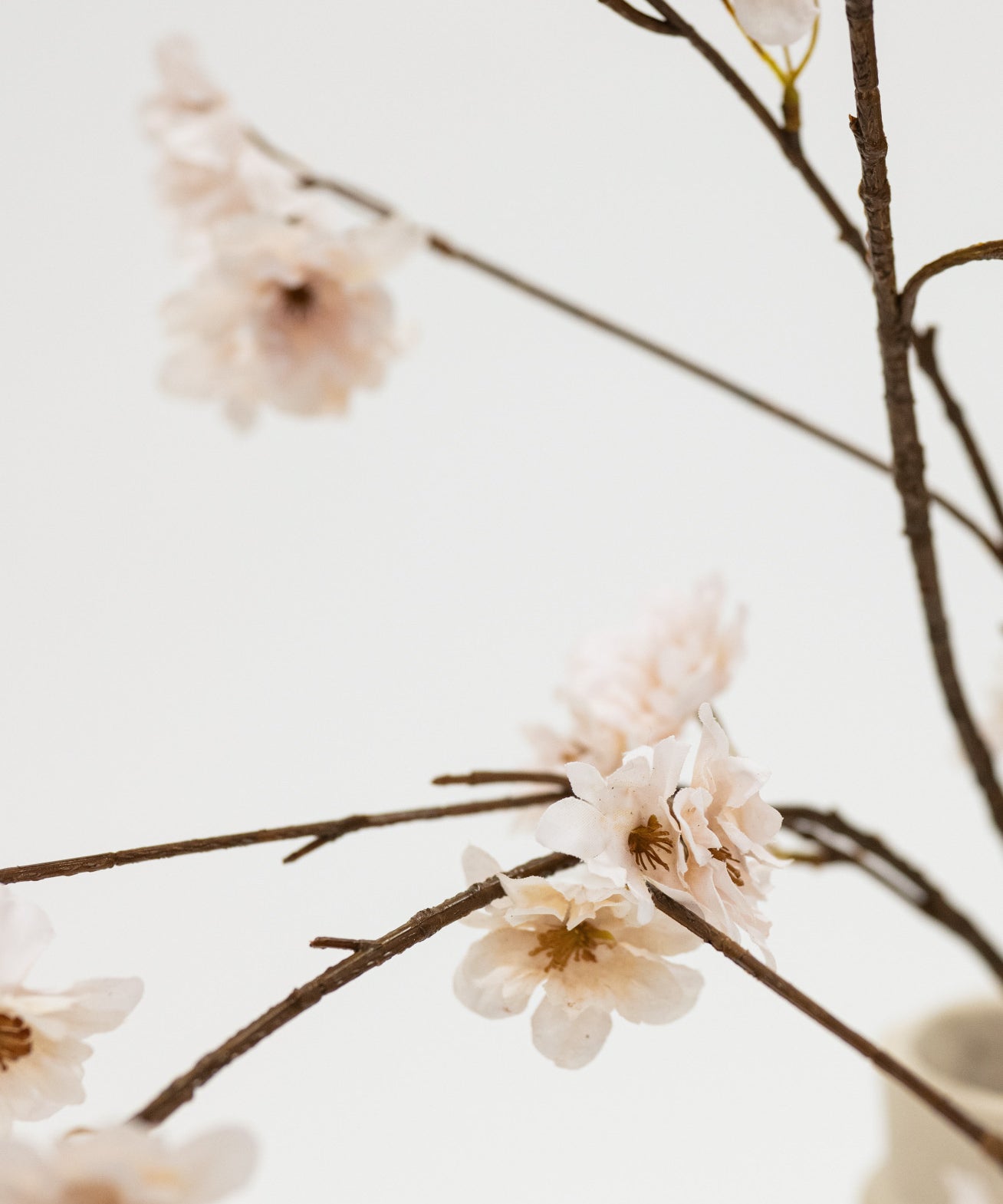 Close-up of delicate flowers on thin branches against a light background