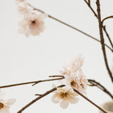 Close-up of delicate flowers on thin branches against a light background