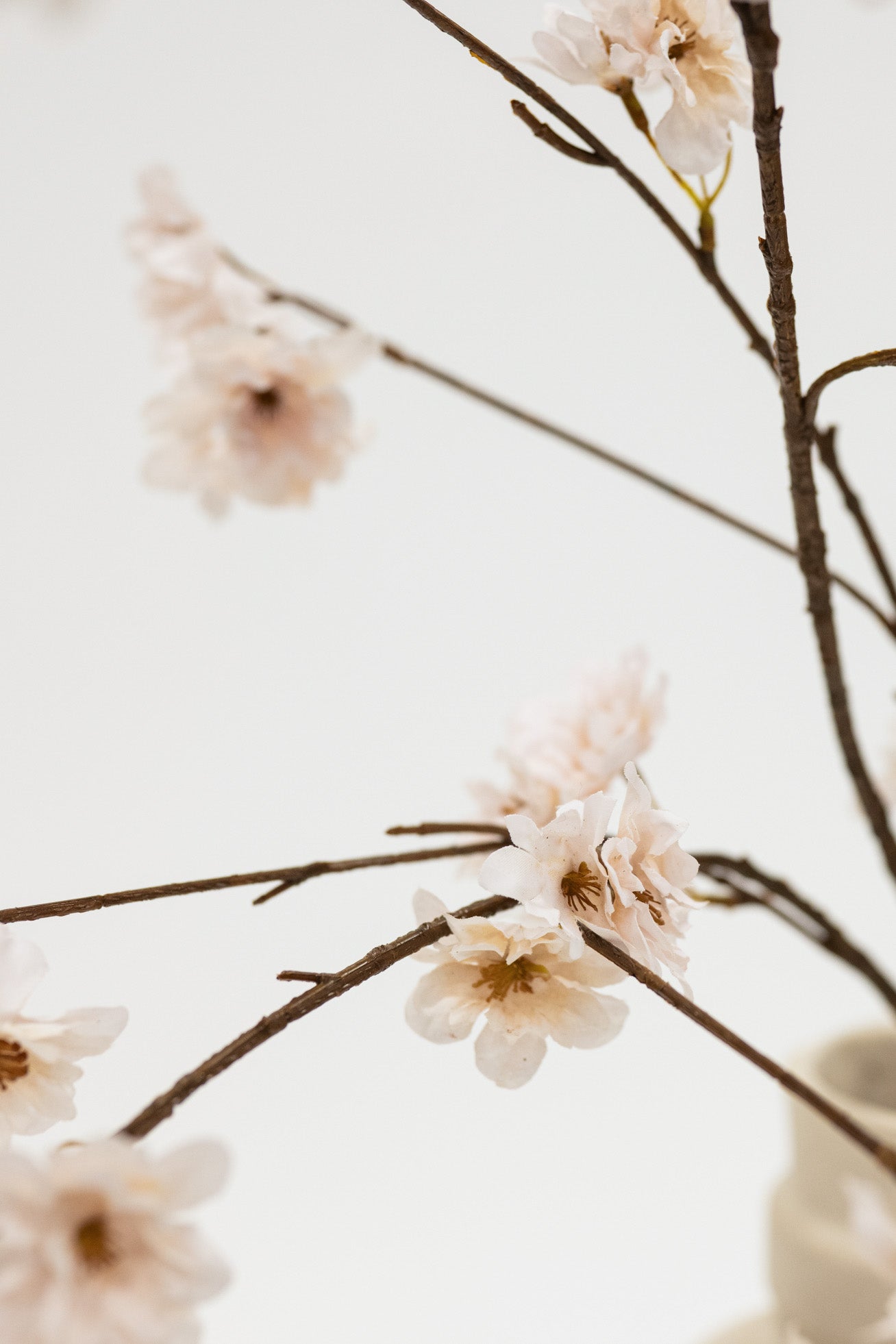 Close-up of delicate flowers on thin branches against a light background
