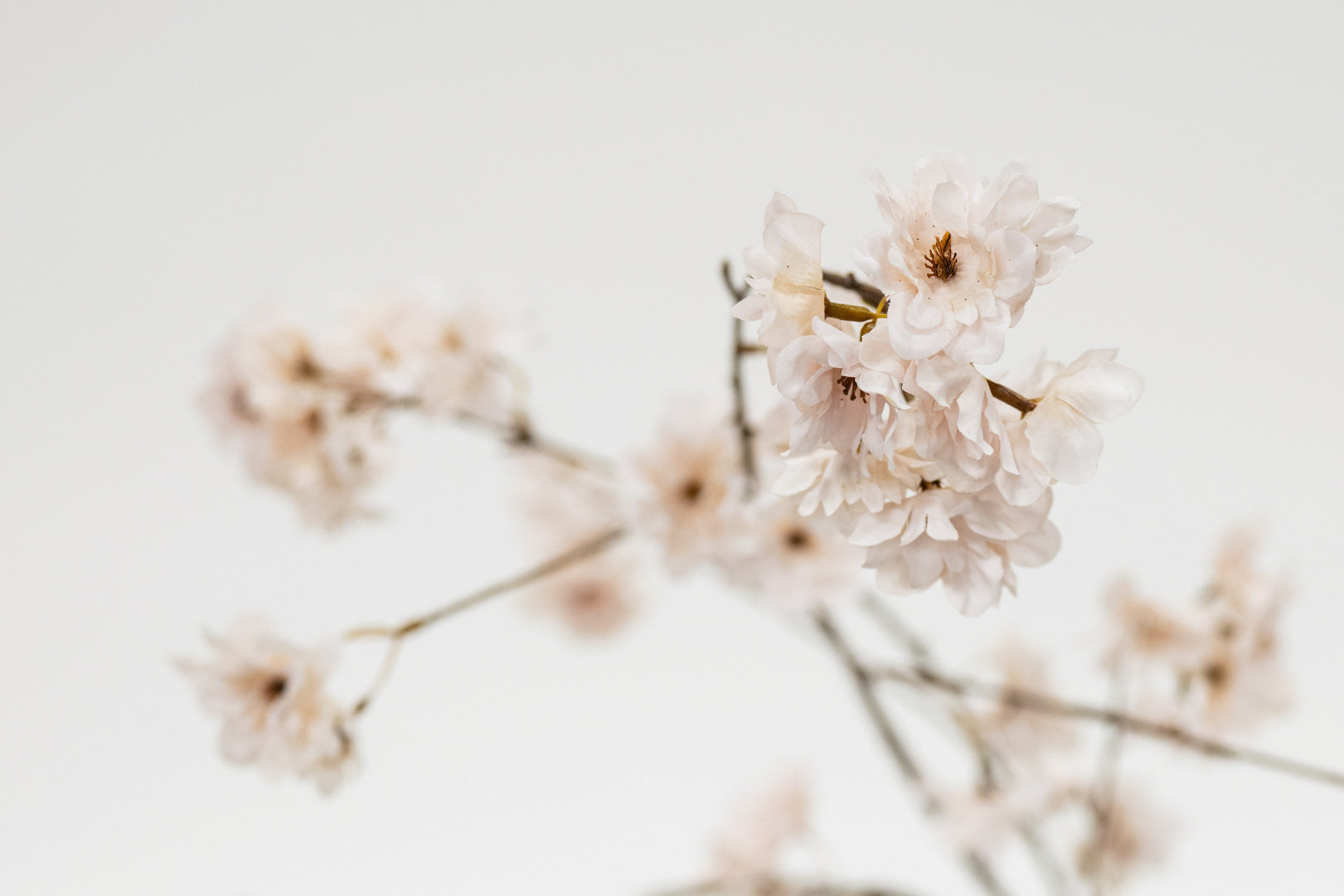 Close-up of cherry blossom branches with soft focus on a light background