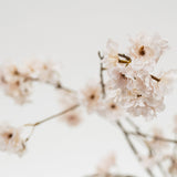 Close-up of cherry blossom branches with soft focus on a light background