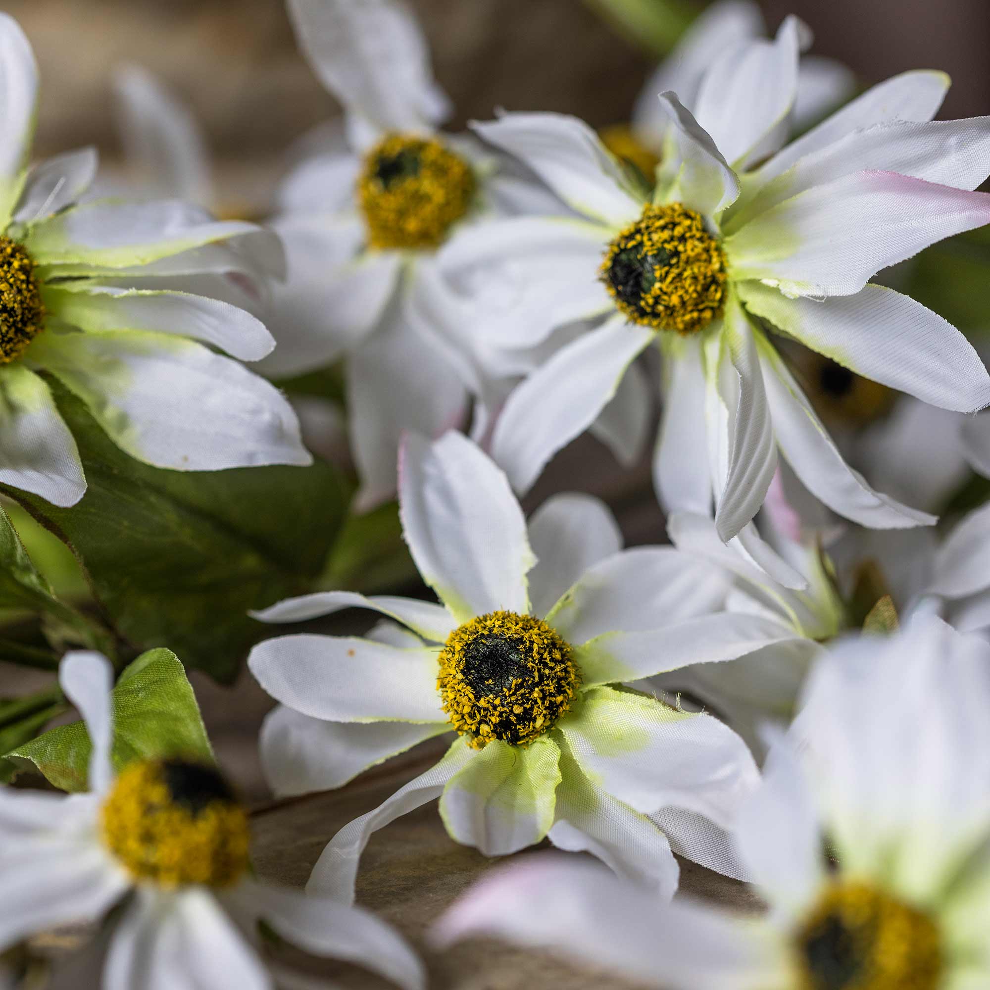 close up of a white cosmos faux stem