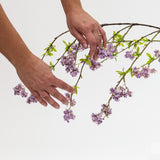 Two hands holding a branch with purple flowers on a white background