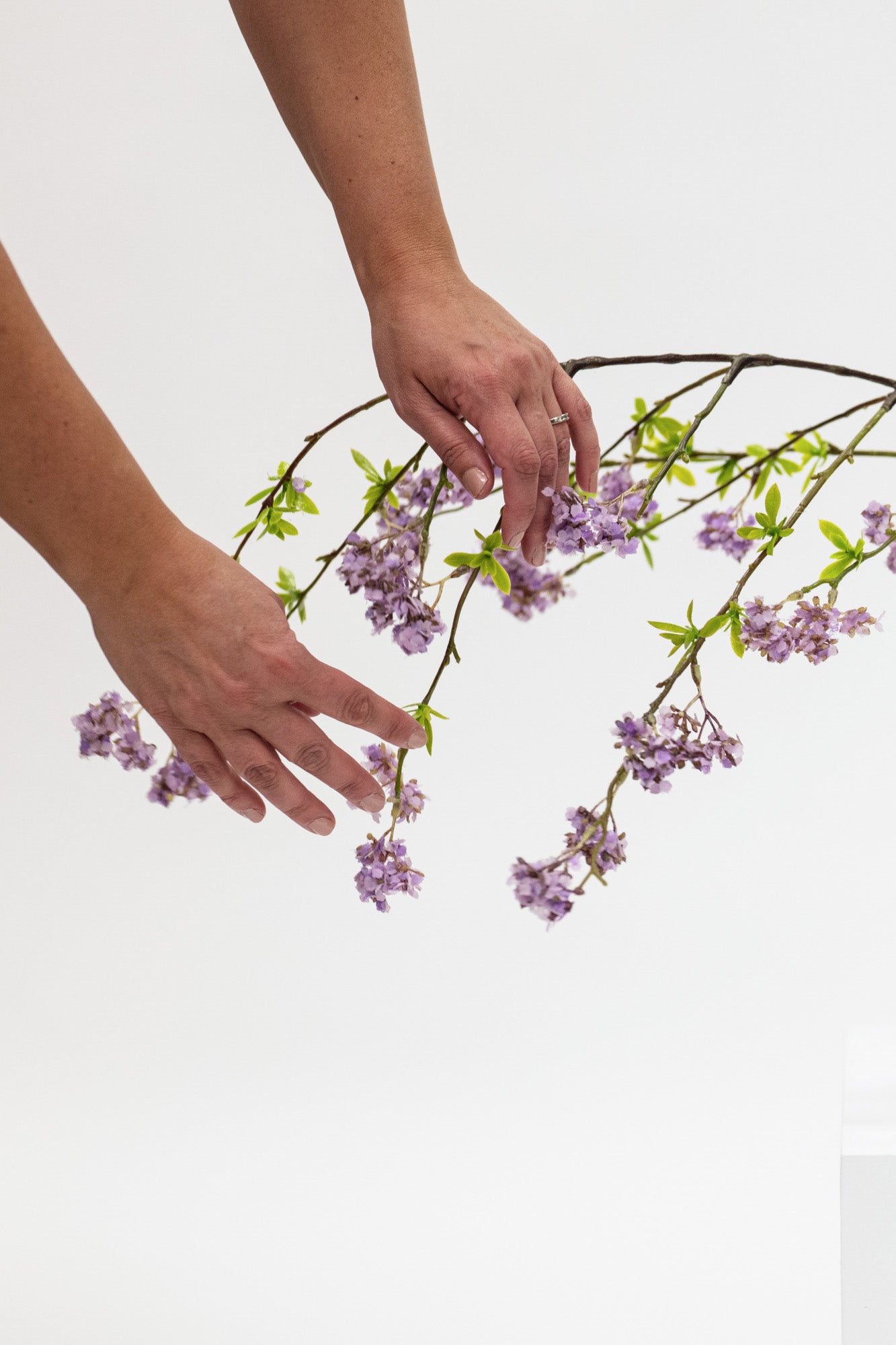 Two hands holding a branch with purple flowers on a white background