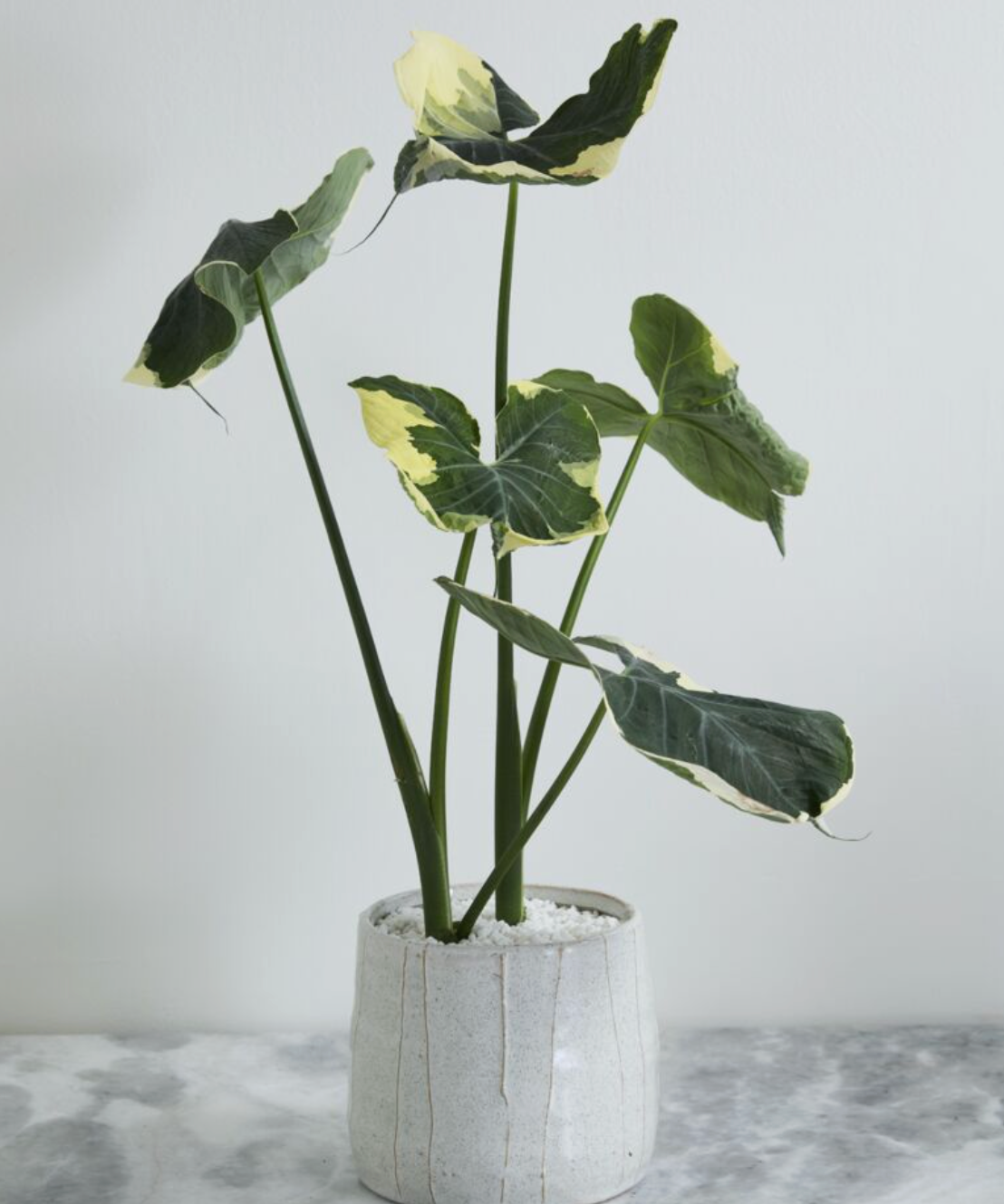 organic tapered off white flower pot