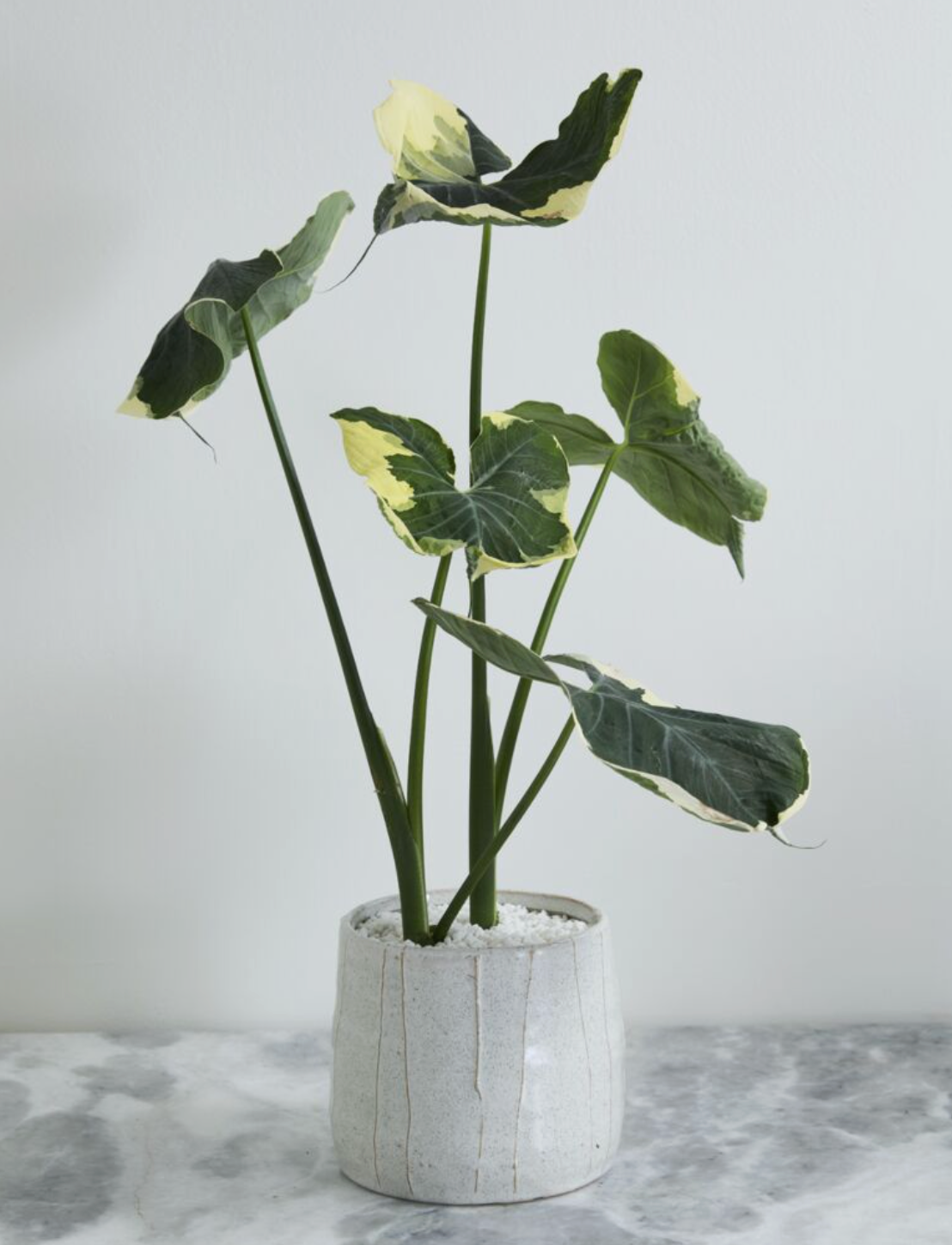 organic tapered off white flower pot