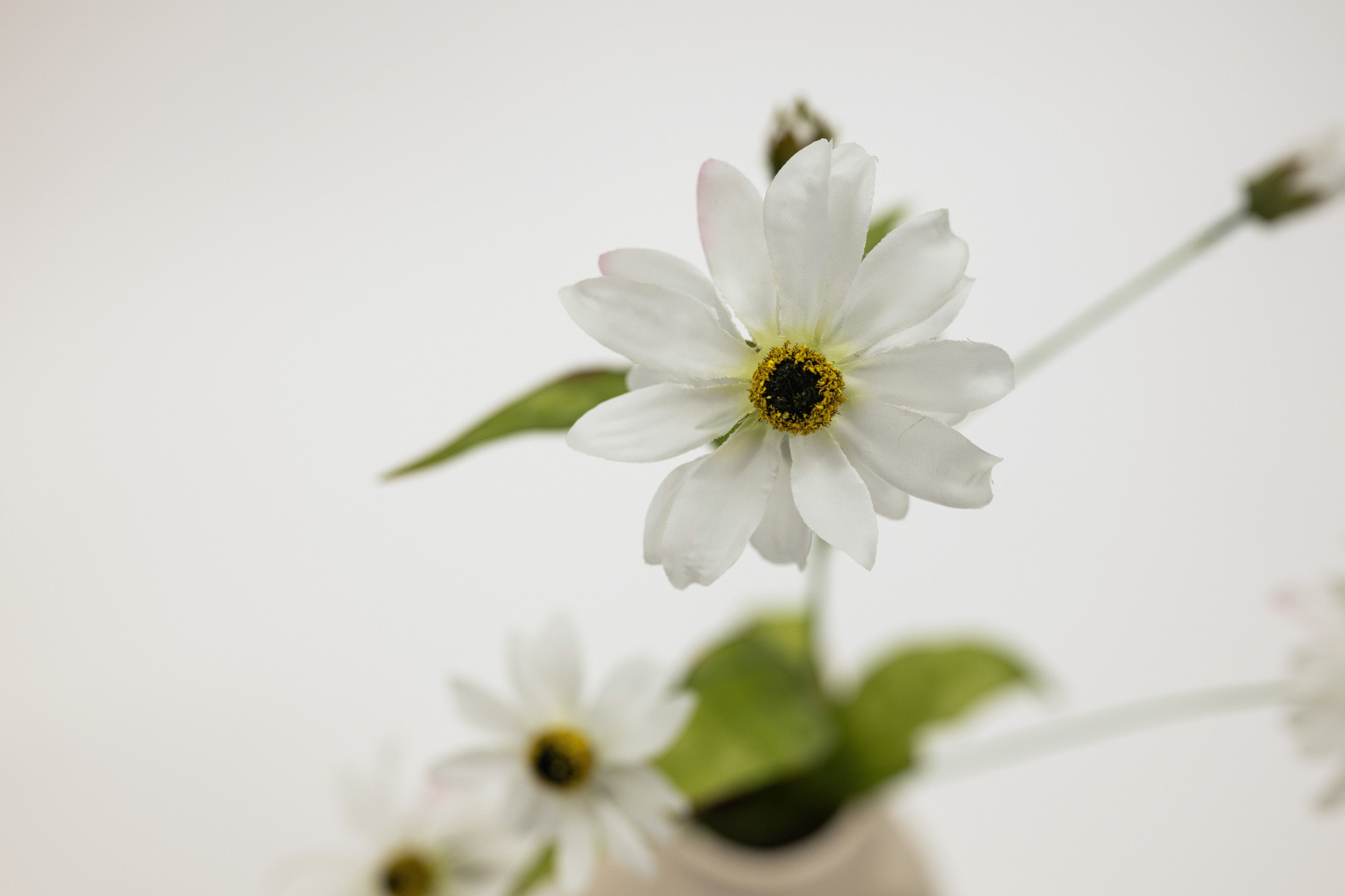 Close-up of a white flower with a blurred background